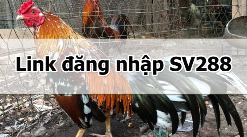 Các lý do khiến link vào SV288 bị chặn