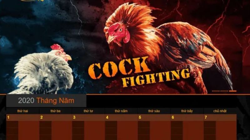 Đá gà Thomo là thể loại đá gà phổ biến và được nhiều người yêu thích nhất tại SV288