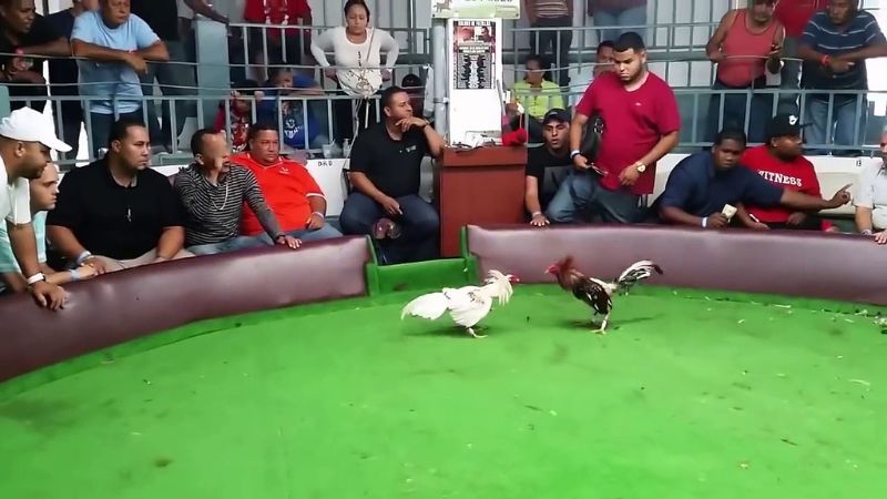 Đá gà chọi quy tụ các chú chiến kê có sức chiến đấu mạnh mẽ, bền bỉ