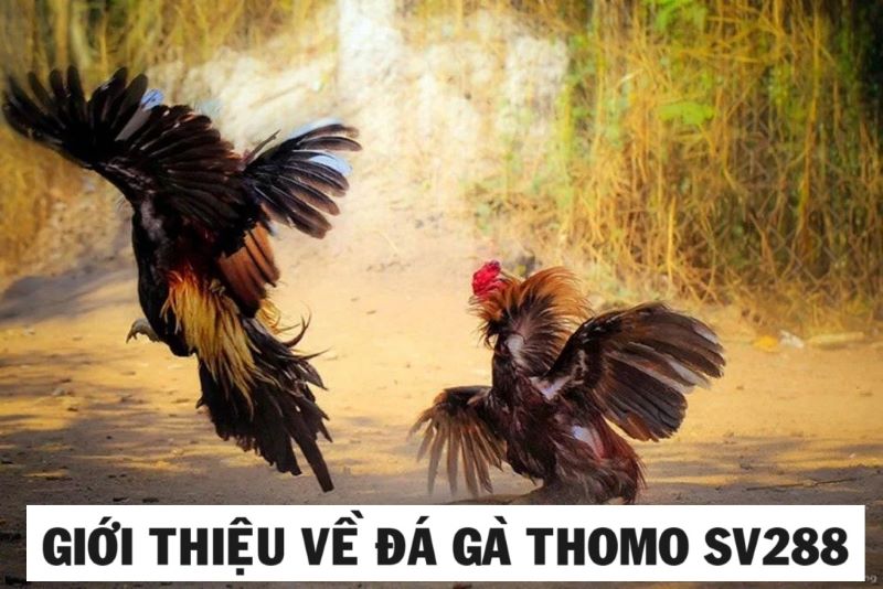 Tổng quan về hình thức đá gà thomo sv288
