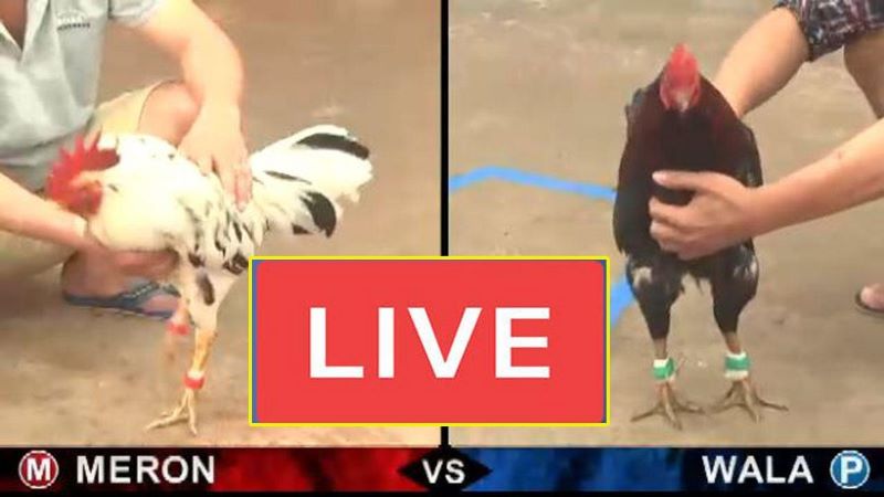 Đá gà Thomo SV288