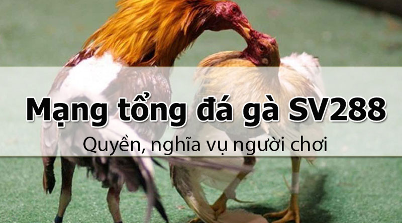 Xác định đầy đủ quyền, nghĩa vụ người chơi